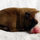 IMPORTANT MESSENGER Child of Love