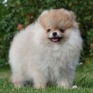 SAILOR MOON the Scarlet Hill