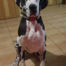 Hossa Myśliwi Mgieł