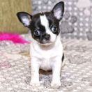 Black Hawk Emerald In Gold