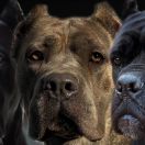 GG Fidelum Defensorum