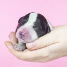 Firework Kiss Natalaland