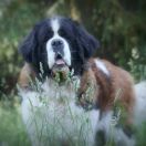 CAYENNE ALSANI GIANTS 