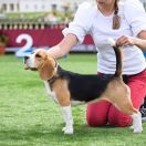 CHERRY SWEETS Królewska Zgraja 