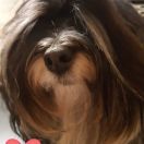 LITTLE LADY Białe Bursztynki (FCI)