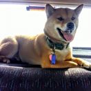 HOLI z Grodzkiego Zakątka