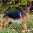 DAKO od Zegarmistrza