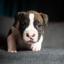 TANANA Because of Crazy Time 