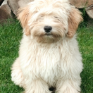 PIPPI Juriwowe Pionki FCI