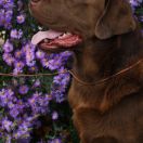 Key to Marvel BORITTO MARSEL CHOCOLATE SUN