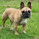 Nordica Extrawitek Friends