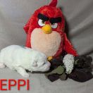 Greppi Shaggy Fluff FCI