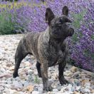 RAMONA Rewolucja Reason FCI 