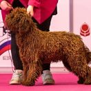 Espartana de Azocarrem