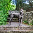 TESSA Śnieżne Zjawisko 