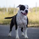 My Peppa Narcotic Dream 