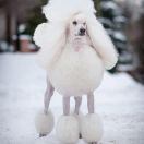 Kelka's Lady in white