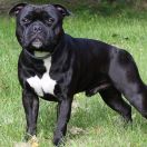 Calvin Campari-Staff