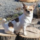 Flying Flo Emerald In Gold 