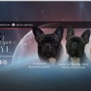 Born to the Best Golden verni vergo 