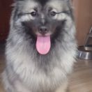 BONI BLUE Gorczańska Opowieść