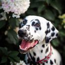 DUNCANSBY SPOTTED LORETTA