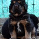 DRAGE RHAEGAL Airawata