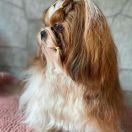 Big-Sann’s Carla aka Tyra