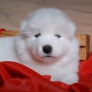 ROYAL LOKI Shadow and Shine of Sibera