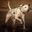 Qybash aus dem Haus Punctum L.U.A (N/N)