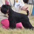 SWEET CHOCOLATE With Me FCI