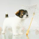 Holly Francuska Zgraja FCI 