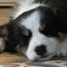 A' NIGHT SPARKLE Borderowe Roztocze