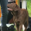 ALBINA Gajowa Górka (FCI)