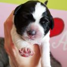 Believe in Geralt Collis Amores 