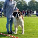 Adelka Dar Świętego Bernarda (FCI)