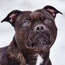 Ch. Hot King Staff Honey Wild