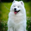 ARCHI SMILING SNOWDANCE