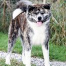 Hoshiko No Hime Go Sakura No Sono