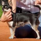 Żanetka Michilinki FCI