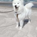 Jenny Murray Raising Fluffy 