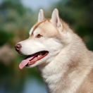 LET ME BE YOUR DREAM FINLEY