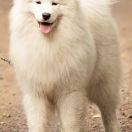 CRAZY ELENA OF LIRA Midnight's Wolfs