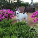 Izabella de-bellator