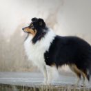 AMAZING MACHO Dimidium 