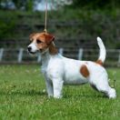 JUN.CH.PL WHITE CARRIE Jurassic Jack 