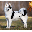 GRAVIA Diament Jakucji