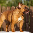 RAMONA z Hugowej Ferajny