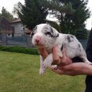 Smirnoff Jodłowy Border