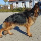 Hajdúság Őre Dolly